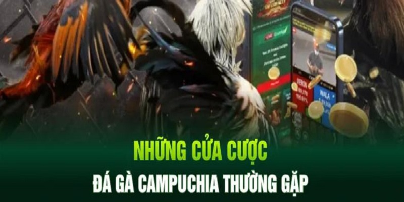 Tham gia đá gà Campuchia với 3 cửa cược phổ biến