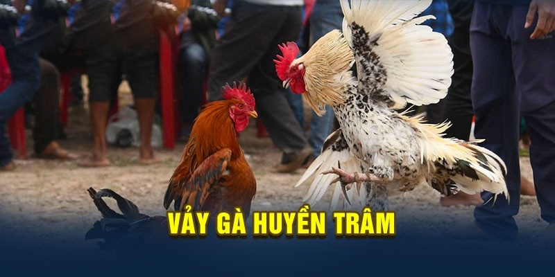 Cách nhận biết vảy gà huyền trâm rò ràng